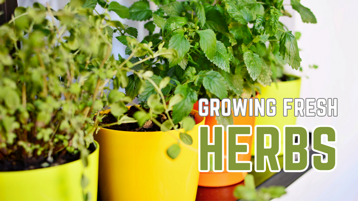 Growing Fresh Herbs